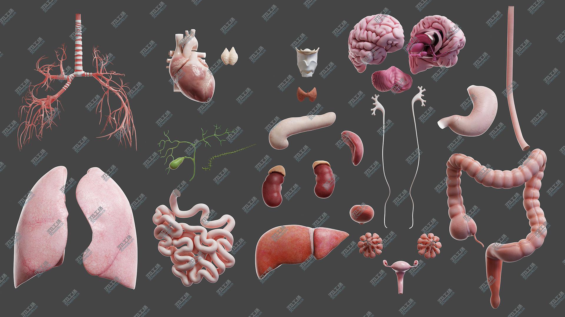 images/goods_img/20210113/3D model Full Male Anatomy (Maya Rigged)/3.jpg